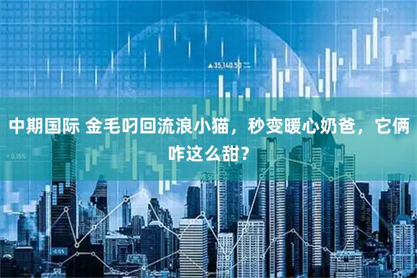 中期国际 金毛叼回流浪小猫，秒变暖心奶爸，它俩咋这么甜？