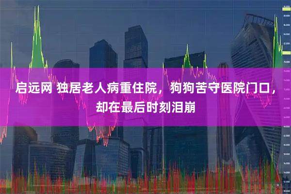 启远网 独居老人病重住院，狗狗苦守医院门口，却在最后时刻泪崩