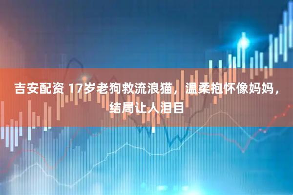 吉安配资 17岁老狗救流浪猫，温柔抱怀像妈妈，结局让人泪目