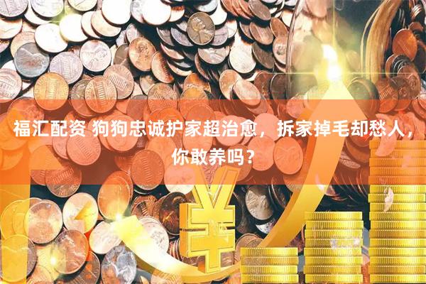 福汇配资 狗狗忠诚护家超治愈，拆家掉毛却愁人，你敢养吗？
